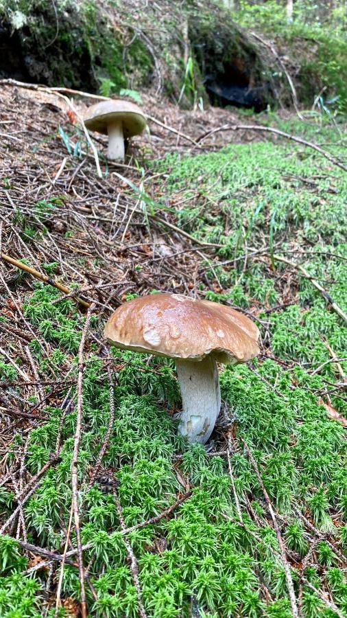 克拉科诺斯膳食公寓及餐厅 哈拉霍夫 外观 照片